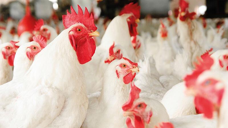 Poulet : après la baisse, les prix pourraient repartir à la hausse