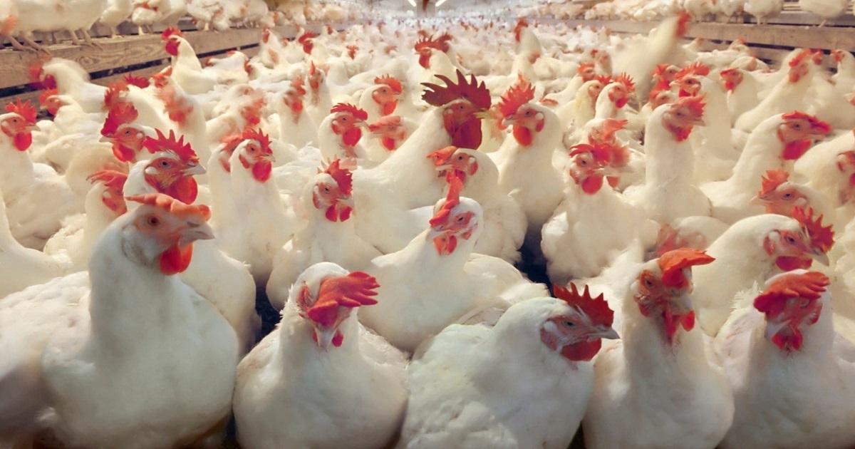 Aïd sans mouton, le poulet flambe