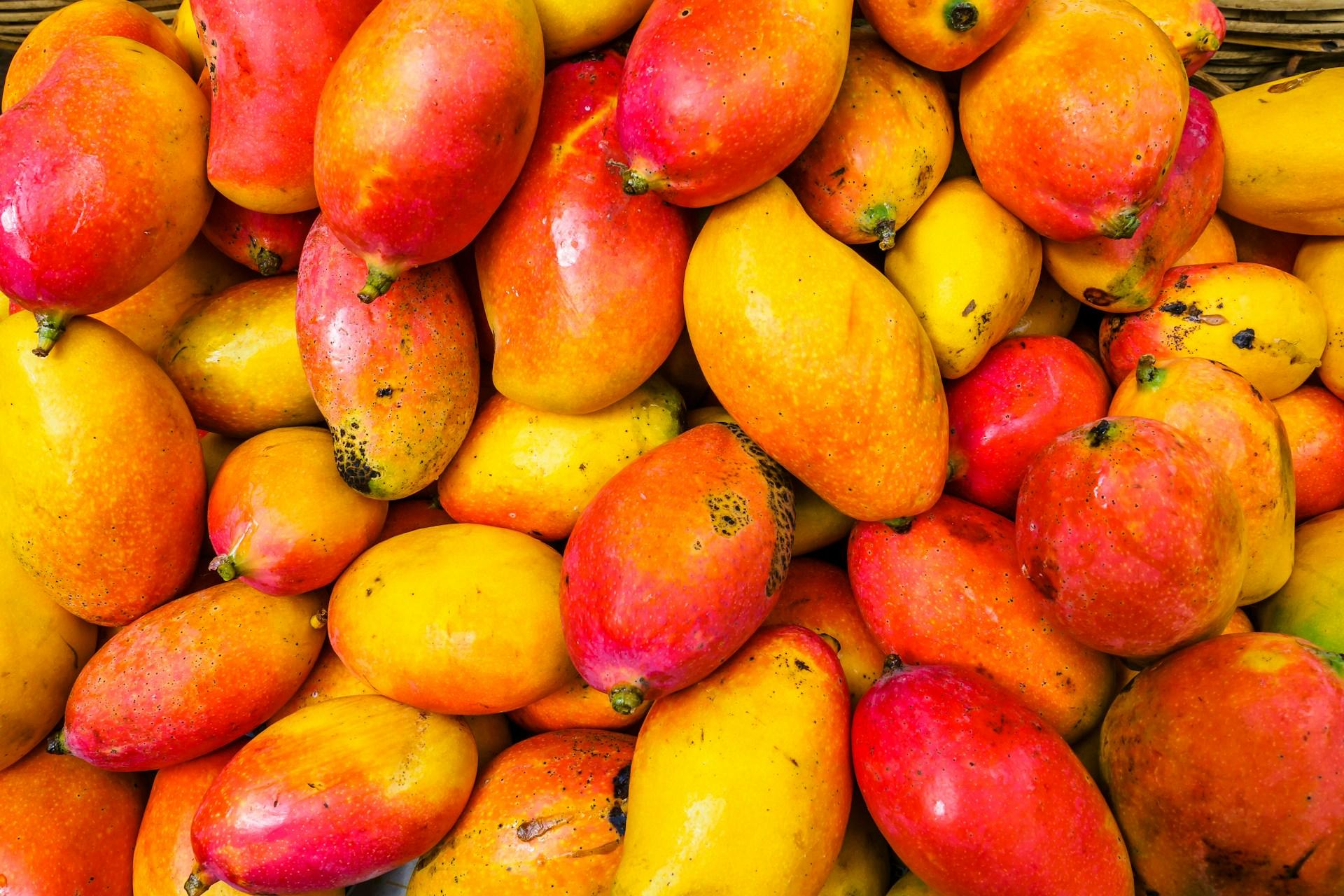 Mangue malienne : l’interdiction européenne ravive les craintes sanitaires au Maroc