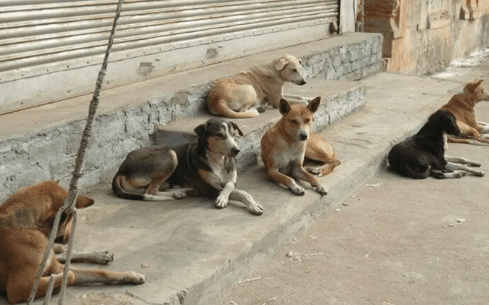 Animaux errants : le gouvernement marocain veut encadrer les responsabilités des propriétaires