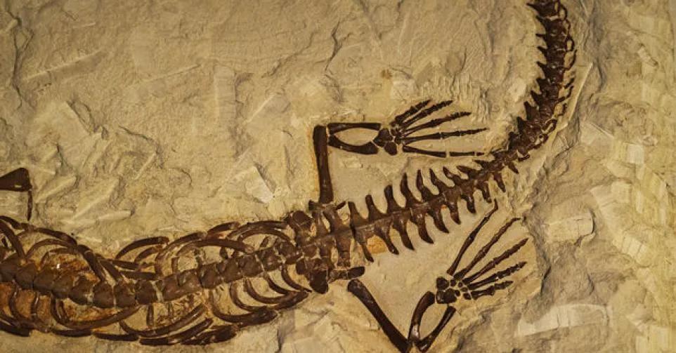 Haut Atlas : une découverte fossile inédite éclaire la vie des reptiles du Jurassique