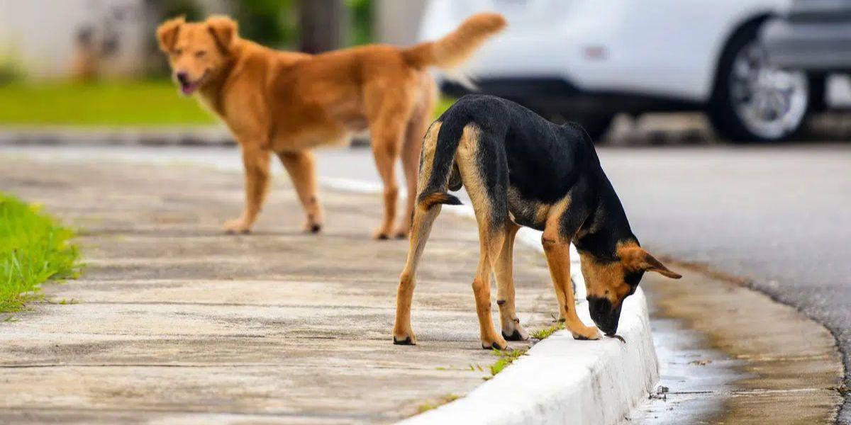Agadir : un jeune homme succombe à l'attaque d'un chien errant