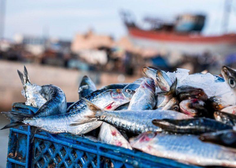 Sardine industrielle : le Conseil de la concurrence lève le filet