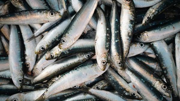 Virus PHV : la sardine marocaine n’est pas concernée