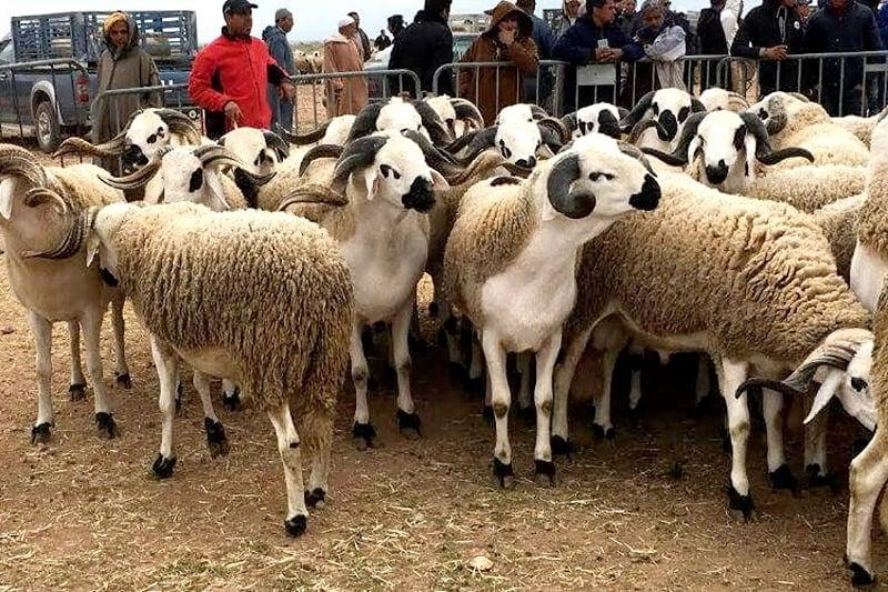Aïd al-Adha sans sacrifice : marchés fermés, cheptel protégé