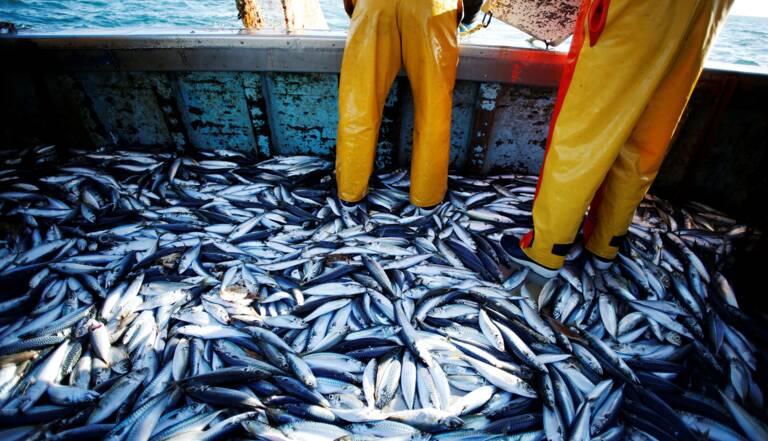 Pêche artisanale : Tarfaya triple ses débarquements au 1er trimestre