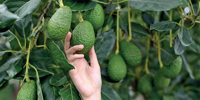 Maroc : Les avocats résistent à la tempête, les prix s’envolent