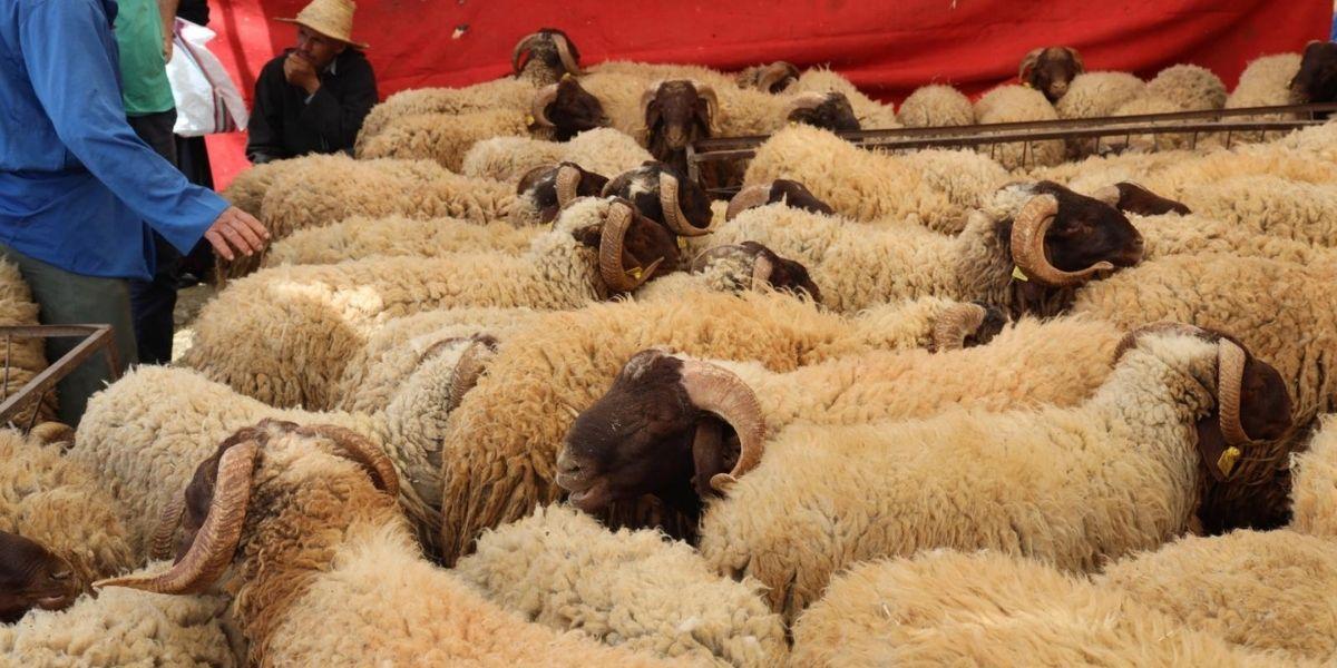 Aïd Al-Adha : une offre de bétail supérieure à la demande attendue au Maroc