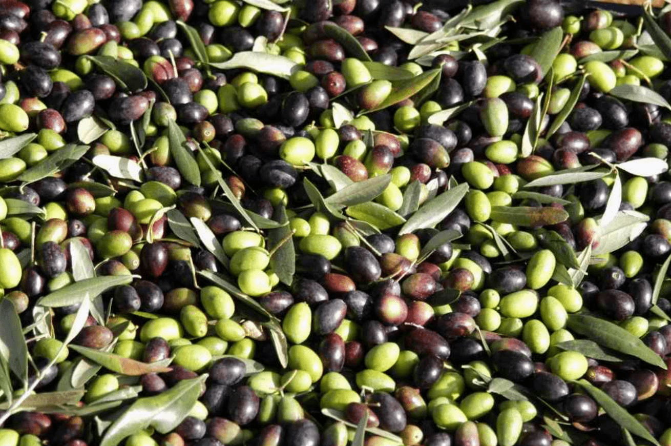 Chute libre de la production d’Olivier au Maroc : L’huile d’Olive bientôt un Luxe ?