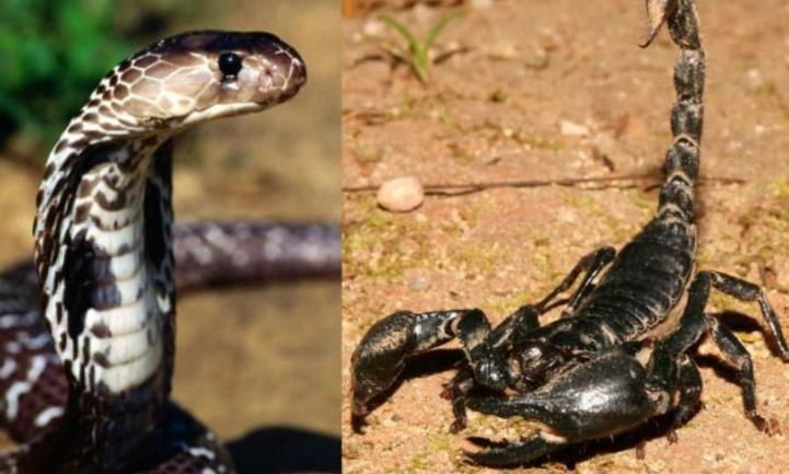 Été : l’AM3D alerte sur les risques liés aux moustiques, scorpions et serpents