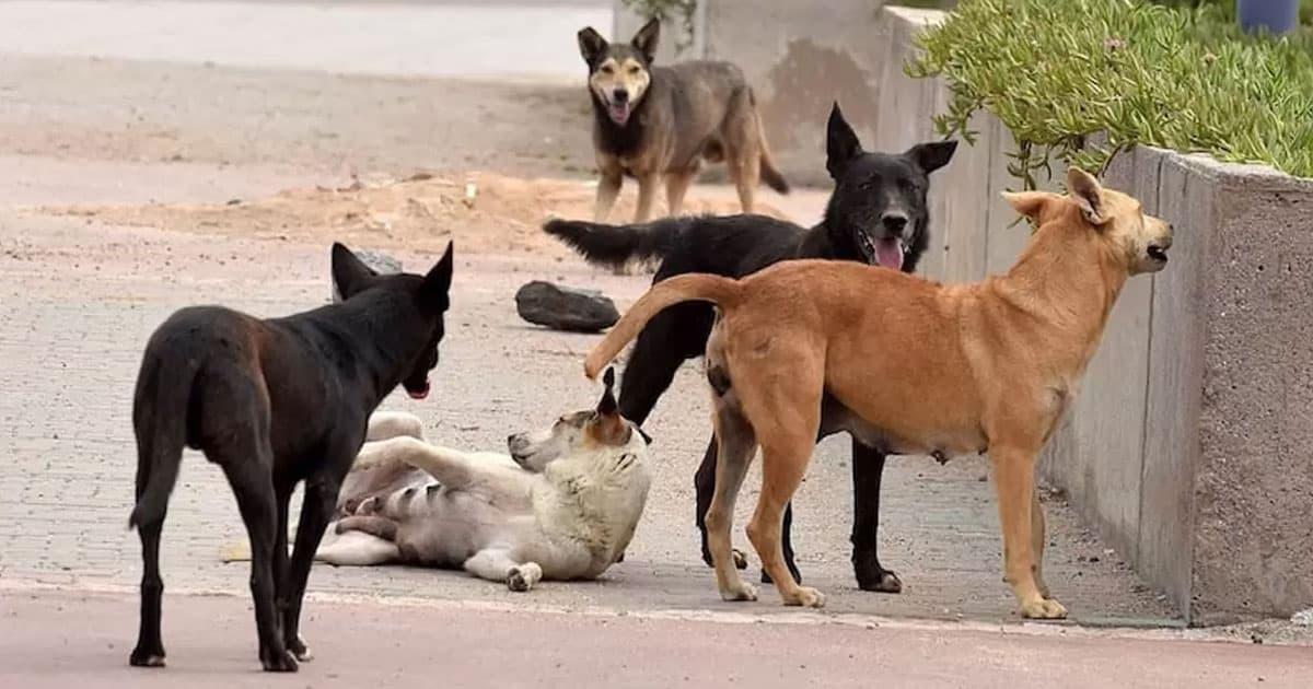 Animaux errants : un cadre légal pour protéger et prévenir