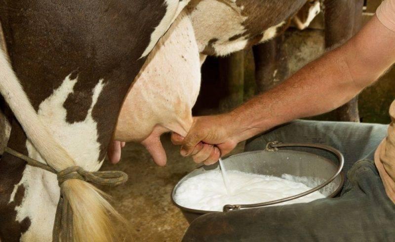 Le secteur laitier en crise : une chute depuis 2020, selon Maroc Lait