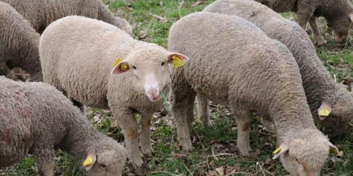 Privés de Maroc, les moutons espagnols changent de pâturage… direction l’Algérie