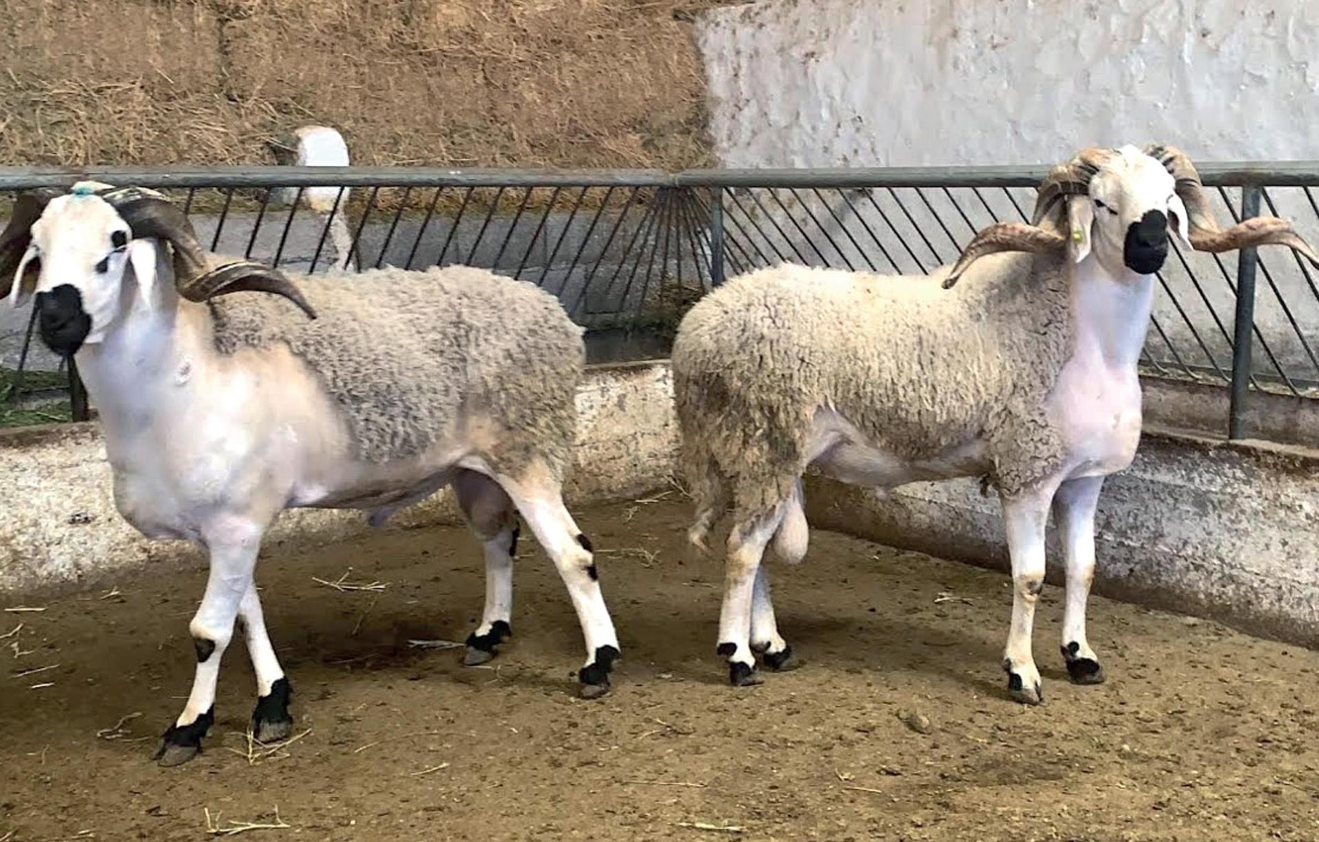 Aïd Al-Adha : des moutons saisis à Marrakech pour prévenir les abattages clandestins