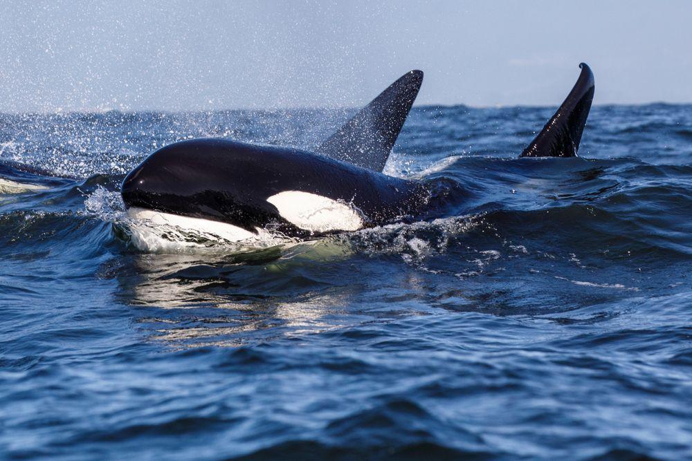 Rumeur de "baleine tueuse" à M'diq : la réalité rétablie