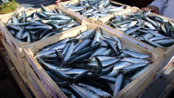 Sardines marocaines : la suspension des exportations secoue l’industrie espagnole