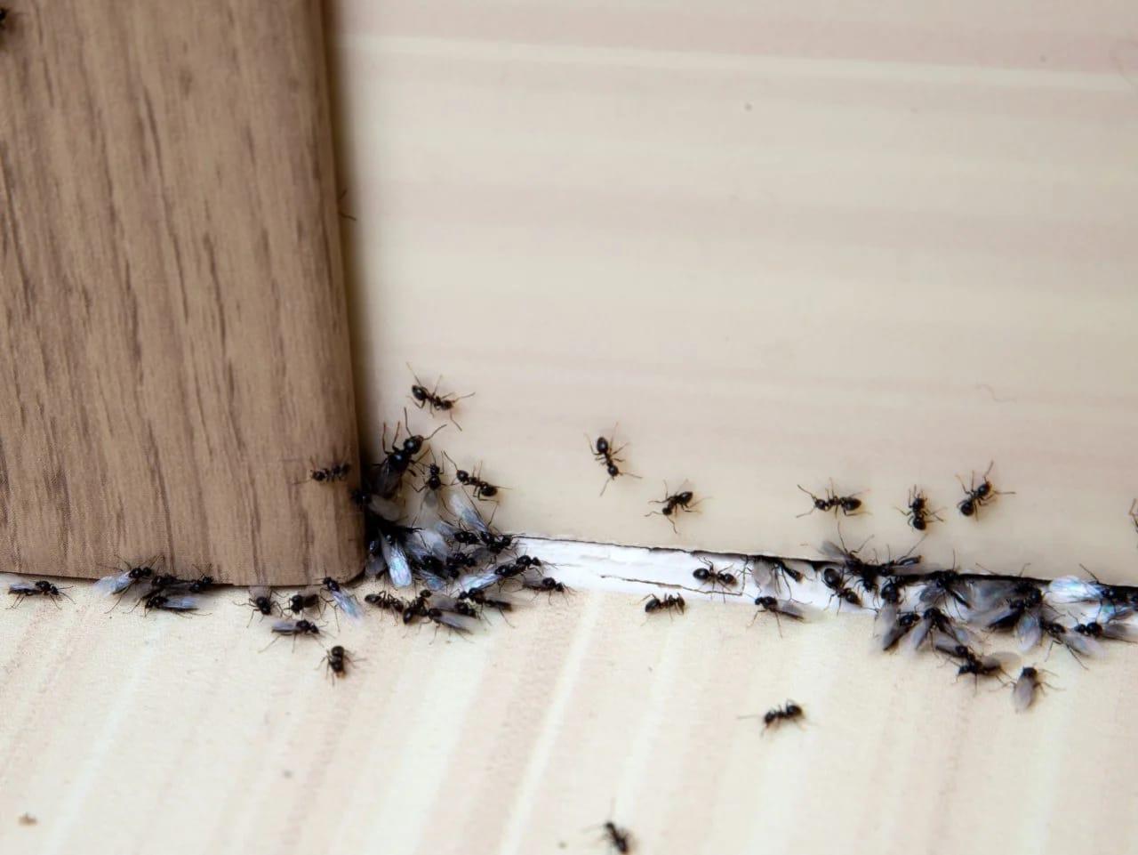 Fourmis : 5 recettes naturelles pour s’en débarrasser efficacement