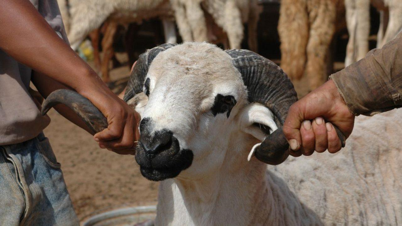 Aïd Al-Adha : combien de jours de repos pour les salariés et fonctionnaires ?