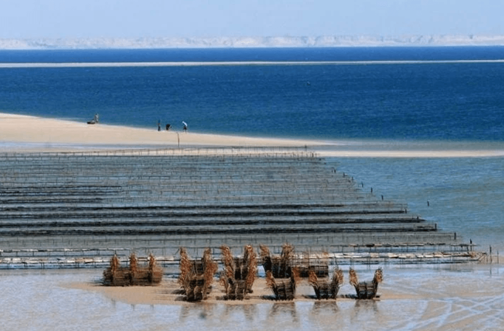 Dakhla : palourdes, moules et huîtres interdites à la vente après détection de toxines