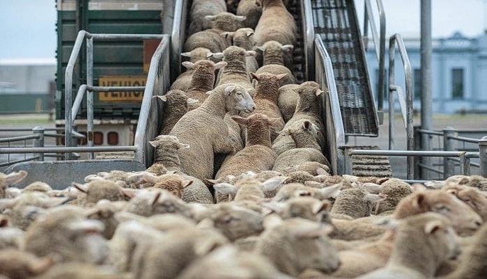 Le Maroc mise sur 113.000 moutons européens pour combler le déficit du cheptel national