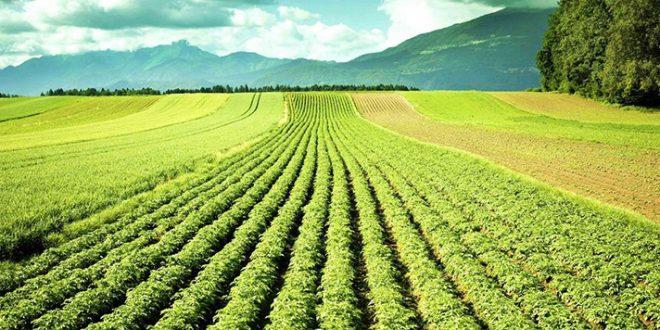 Pluies salvatrices : le Maroc respire, l’agriculture reprend espoir