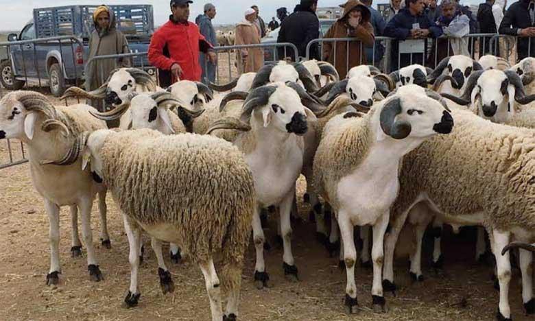 Aïd Al-Adha : l’offre ovine couvre largement la demande