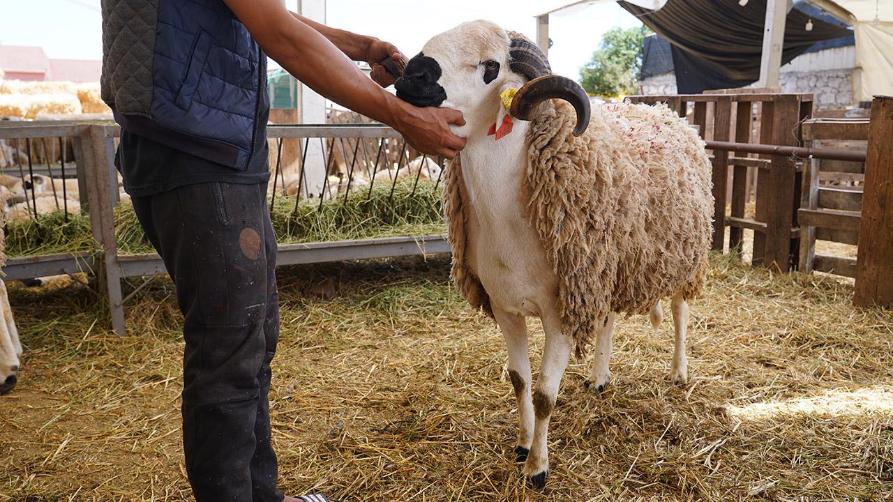 Aïd Al Adha : À la chasse du mouton parfait !