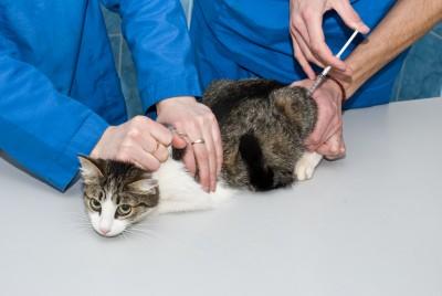 Vous avez un chien ou un chat ? La vaccination contre la rage est gratuite en septembre