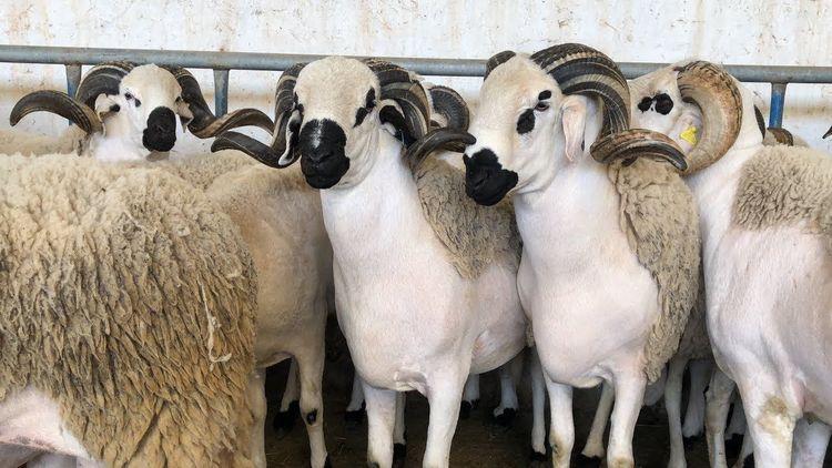 Aïd Al-Adha : une demande timide, à quoi s’attendre sur les prix ?
