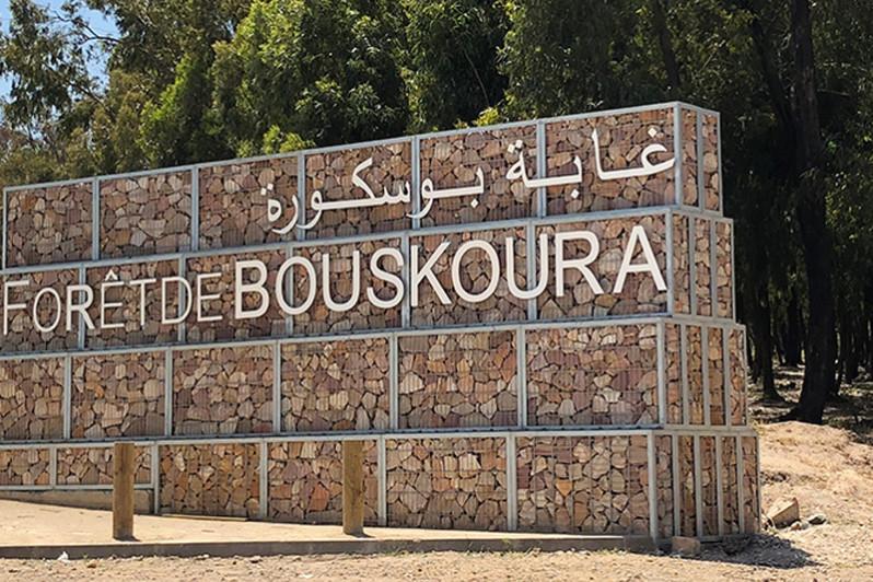 Casablanca : un plan d’urgence pour sauver la forêt de Bouskoura