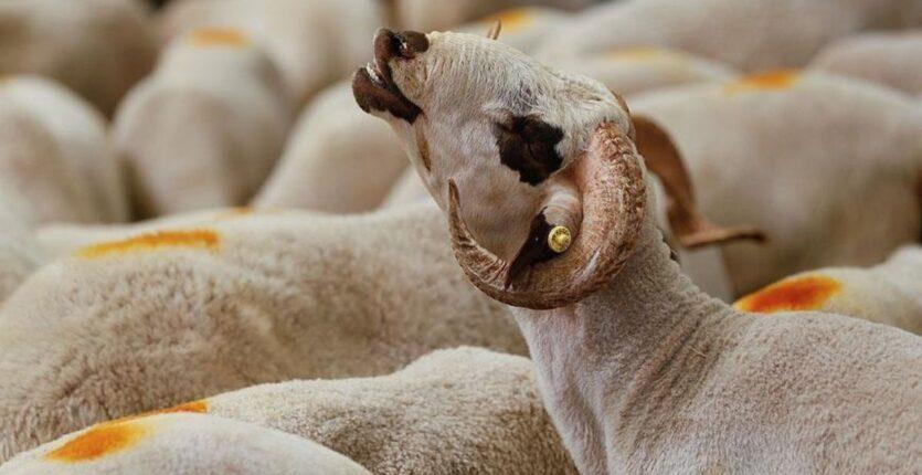 Algérie : pour l’Aïd, c’est la bête ou la défaite