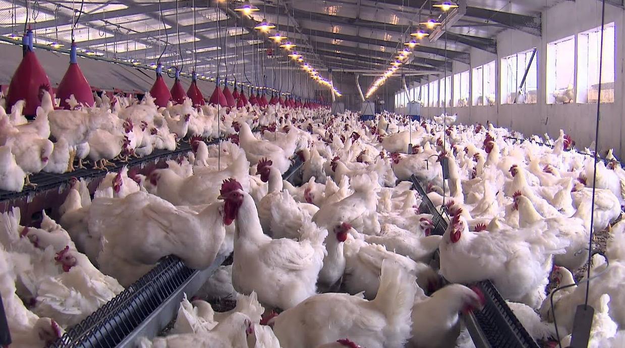 Poulet : pourquoi les prix repartent à la hausse au Maroc ?