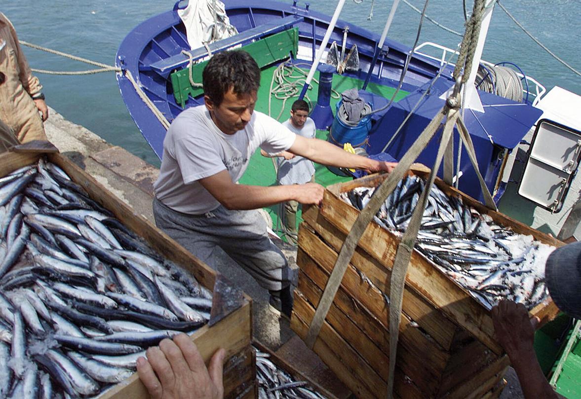 Transport de poisson au Maroc : le non-respect de la chaîne du froid menace la santé des consommateurs