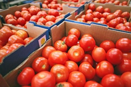 Agriculture : recul des exportations de tomates marocaines