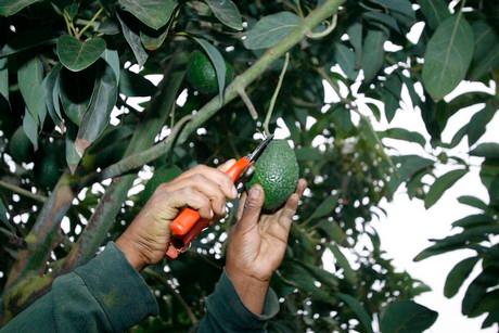 Avocats : une récolte record, mais à quel prix pour l'eau ?