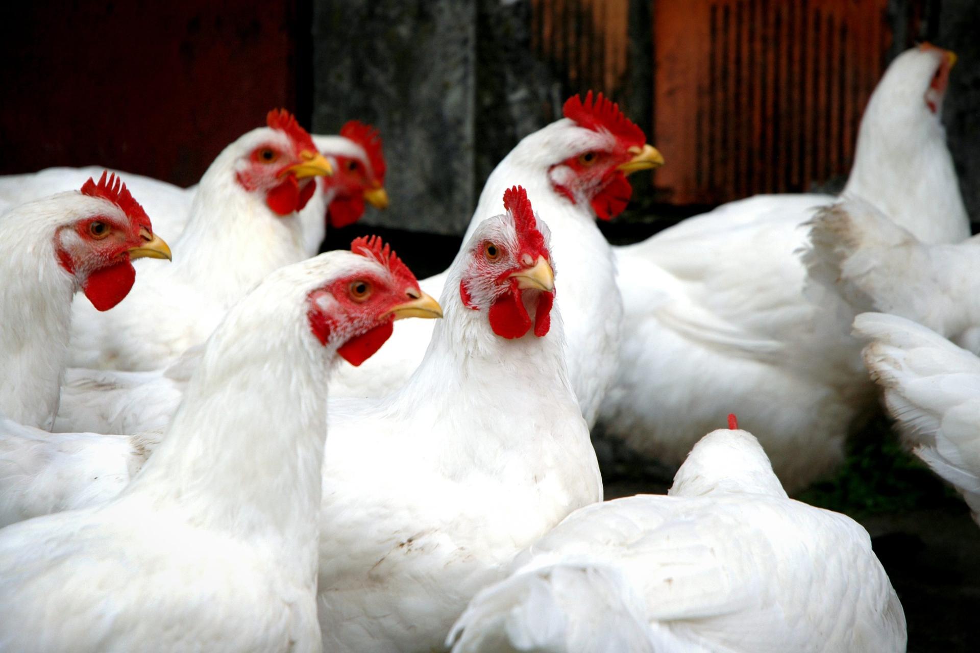 Flambée des prix du poulet : le kilogramme dépasse les 25 dirhams