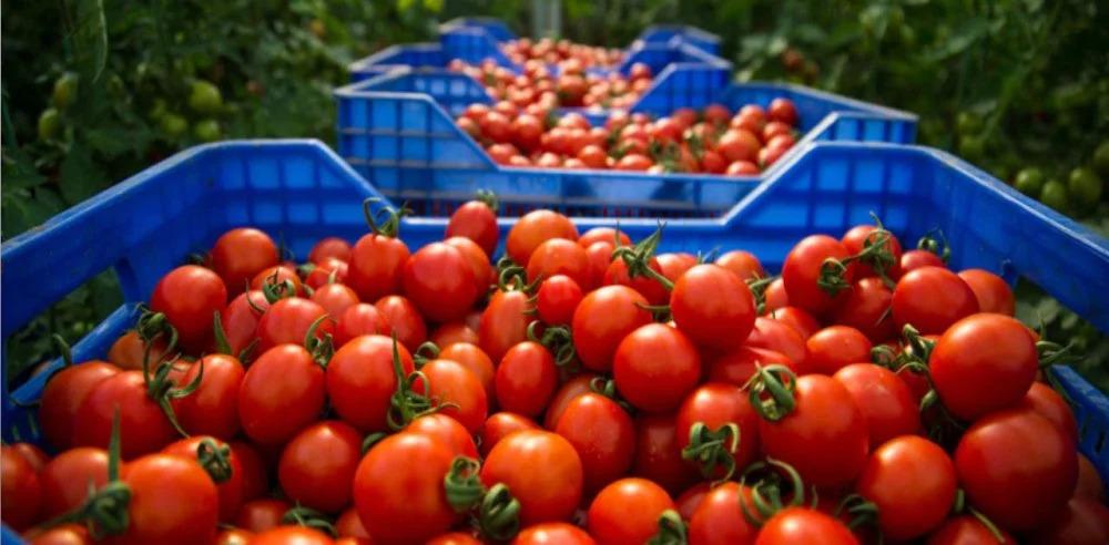 Tomates : le Maroc devance encore l’Espagne sur le marché européen