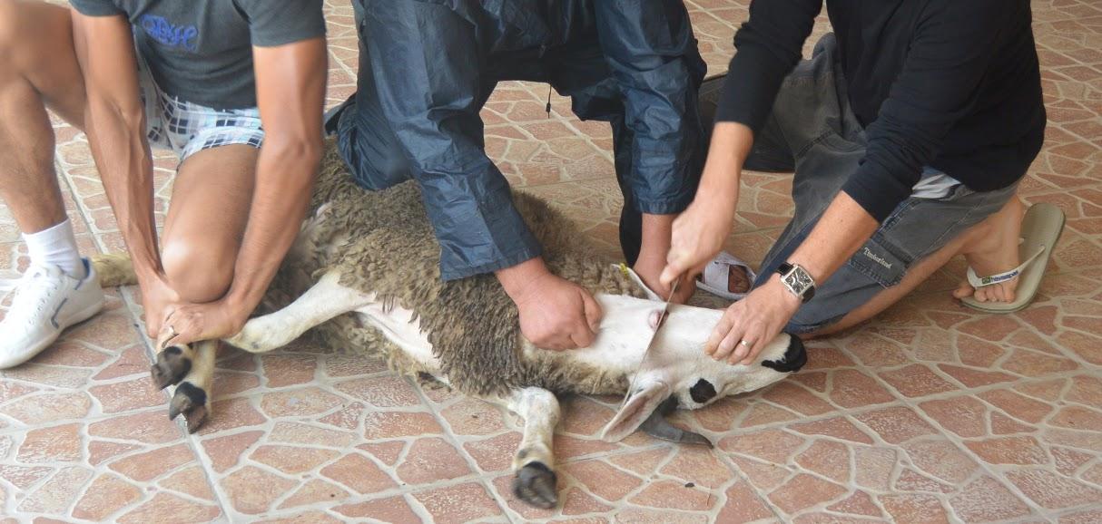 Aïd al-Adha : faut-il craindre une amende pour le sacrifice du mouton ?