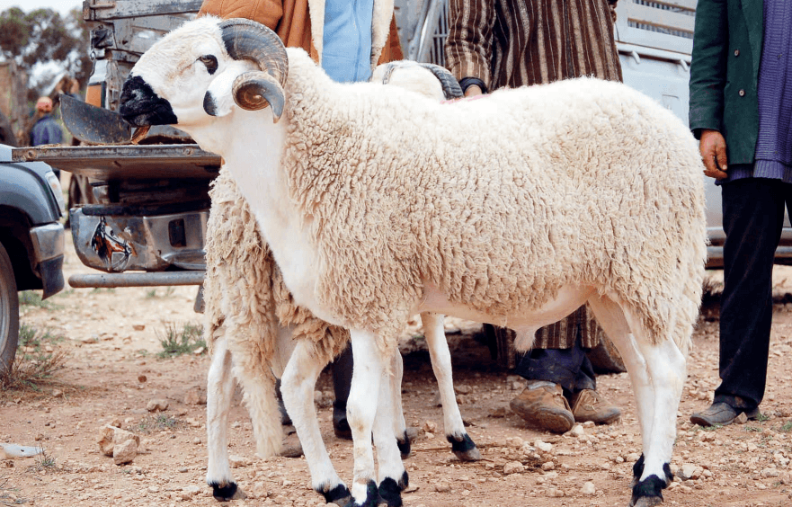 Casablanca : les autorités saisissent des moutons vendus clandestinement