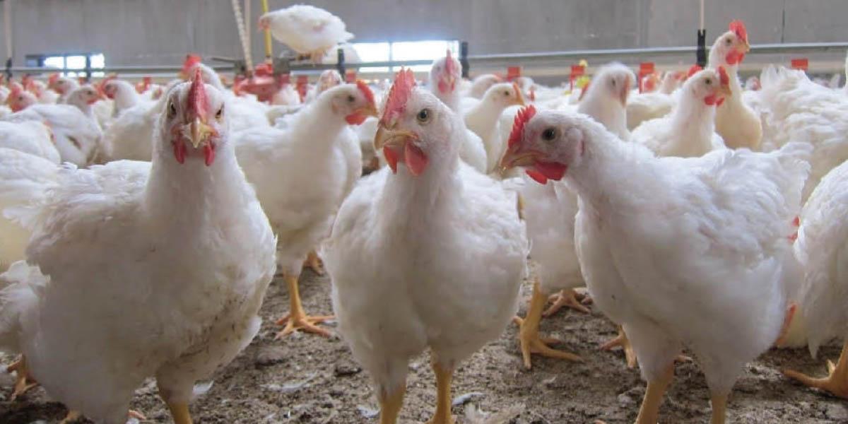 Poulet à prix fort : les Marocains étranglés par la flambée