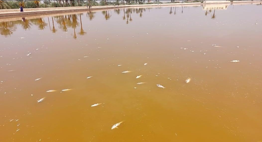 Marrakech : mystère autour de la mort de centaines de poissons dans le bassin de la Ménara