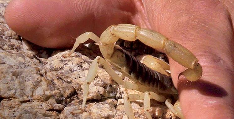 Scorpions et serpents : 25.000 piqûres par an, le Maroc en alerte