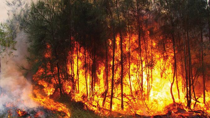 Incendies de forêt : plusieurs provinces marocaines sous haute vigilance