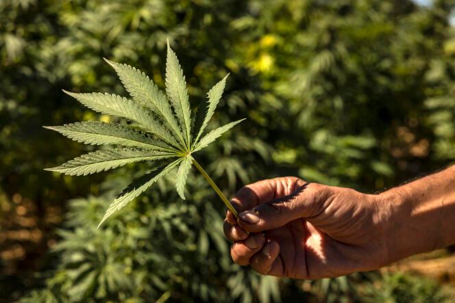 Légalisation du cannabis : La première récolte de la "Beldia" démarre