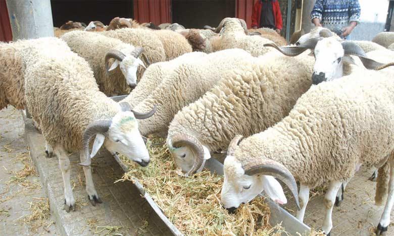 Aïd Al Adha : Le Maroc accélère les importations pour stabiliser les prix 