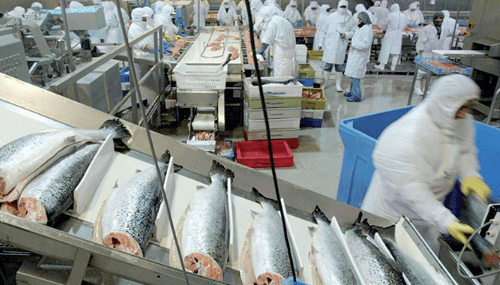 Dakhla : Un milliard DH pour quatre unités de valorisation des produits de la pêche