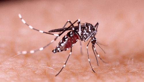L'OMS lance une initiative mondiale contre les arbovirus pour empêcher une nouvelle pandémie
