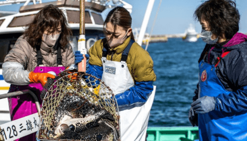 Le fugu, poisson de l'espoir pour les pêcheurs de Fukushima