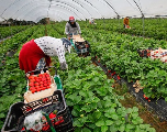 Espagne: Plus de 12.000 saisonnières marocaines pour la campagne de cueillette des fruits rouges