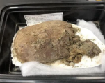 Découverte au Canada d'un fossile de tortue vieux de 66 millions d'années